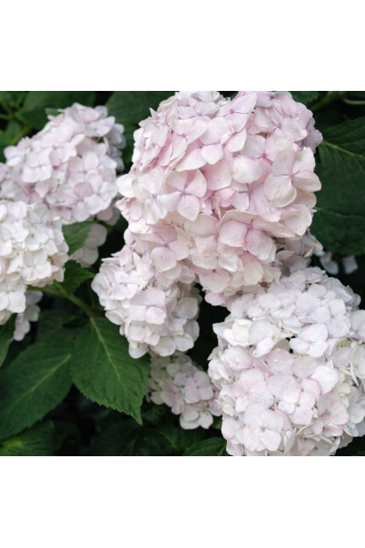 Hydrangea Mme Em. Mouillere